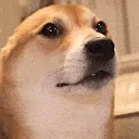 dogVibe dogVibe