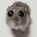 sadhamster sadhamster
