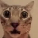 0800omg