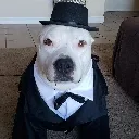 dapperpitbull