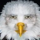 America_Cosplay