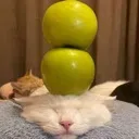 applapplsplat Discord Emoji