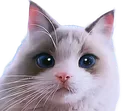 psycatstare