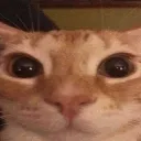 erm