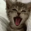catyawn catyawn