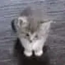 beebo_zoomed