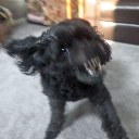 TAL_RAAWR Discord emoji
