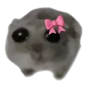 __hampster __hampster