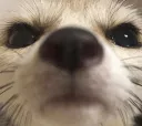 FeniSniff