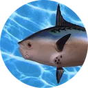 Fishnews