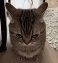 angrycat