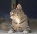 gar gar