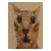 caet