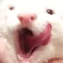 torchYum