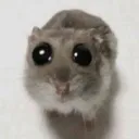 SadHamster