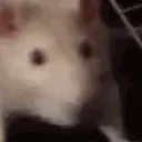 ratjam