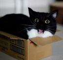 :uni_box_talk: