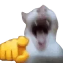 LolCatPoint