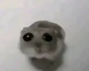 XOMYAK