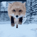 Fox_jumpscare