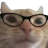 CatNerd