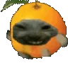 gato