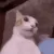 Catastrophe_Shocker