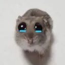 figdadani