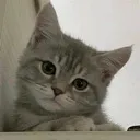 gatinhofofin