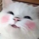 catBlush