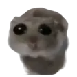 sadhamster sadhamster