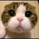 pwease