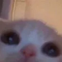 meep