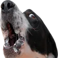 howl