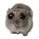 sad_hampter sad_hampter
