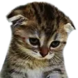sadkitty sadkitty