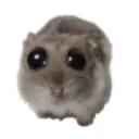 hamsterBlya