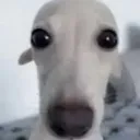 oh