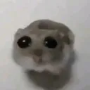 hamster hamster