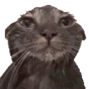 gatoMojao