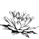 lotusflower