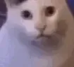 huhcat