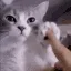 catDance2 catDance2