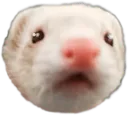 Ferret