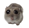 :hamsterPwease: