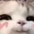 blushcat