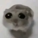 verysadandnaivehamster