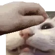 blossom_angieheadpat