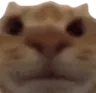 catstare catstare