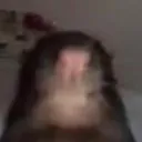 rat